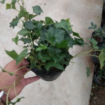 常春藤绿植鲜花室内盆栽吊兰植物