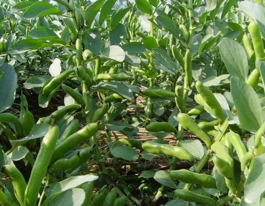 一片绿意盎然的蚕豆田地,植株整齐排列,叶片翠绿,茎秆上挂满饱满的豆荚,阳光洒落,展现出丰收在望的田园景象 蚕豆植株特写