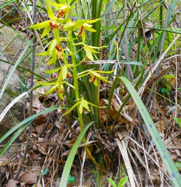 野生兰花下山惠兰花开清香