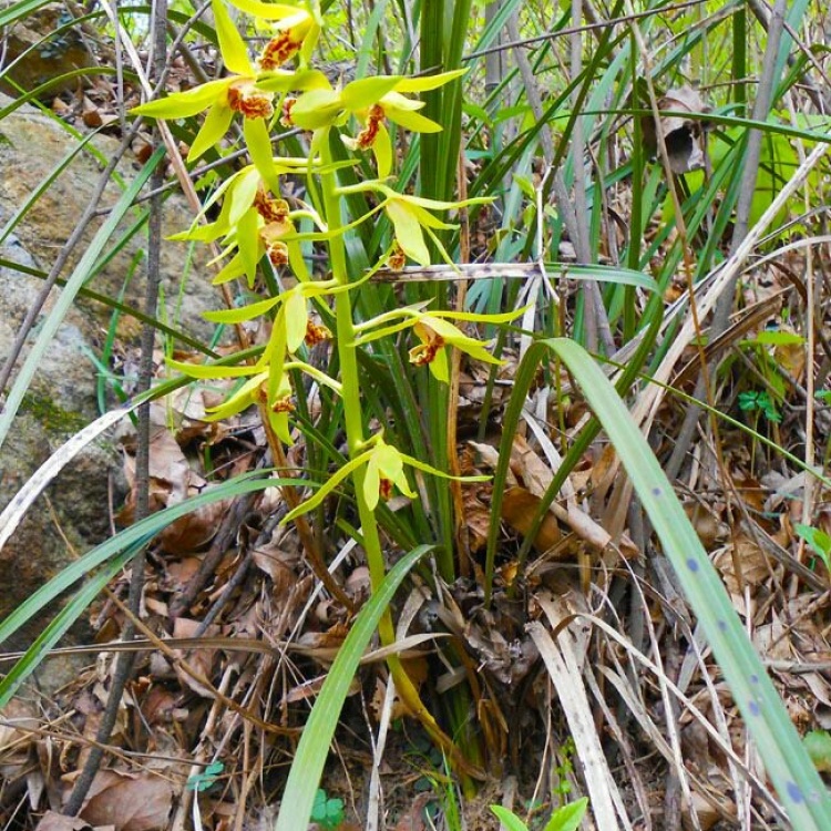 野生兰花下山惠兰花开清香