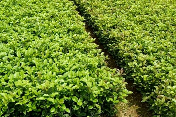 四季红花丹桂种植基地实景图