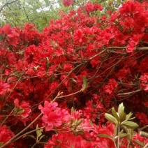 杜鹃花