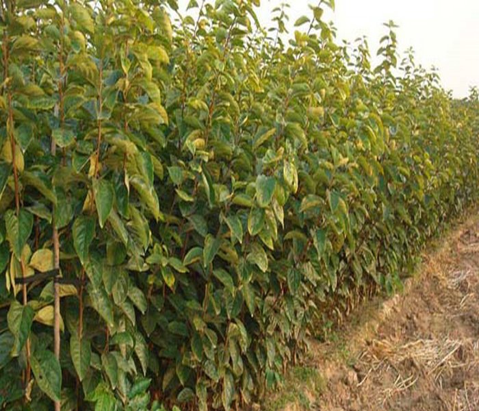 甜柿春季定植现场操作示意图