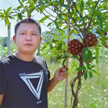 黑老虎，布福娜长寿果，1箱4斤158元