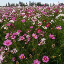 波斯菊