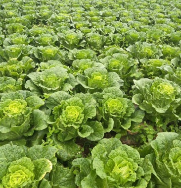 山地大白菜!质量保证!