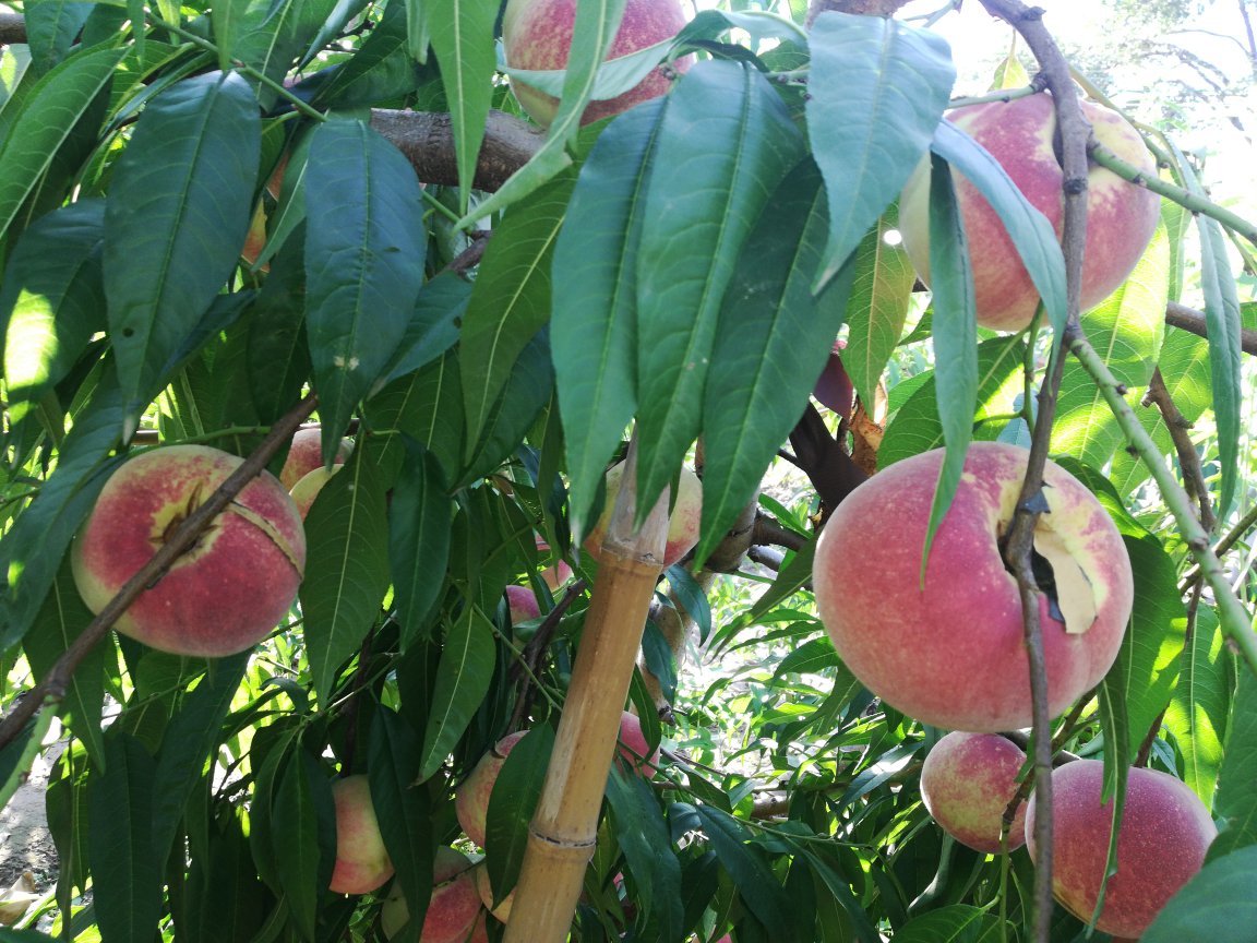 中华大寿桃特写