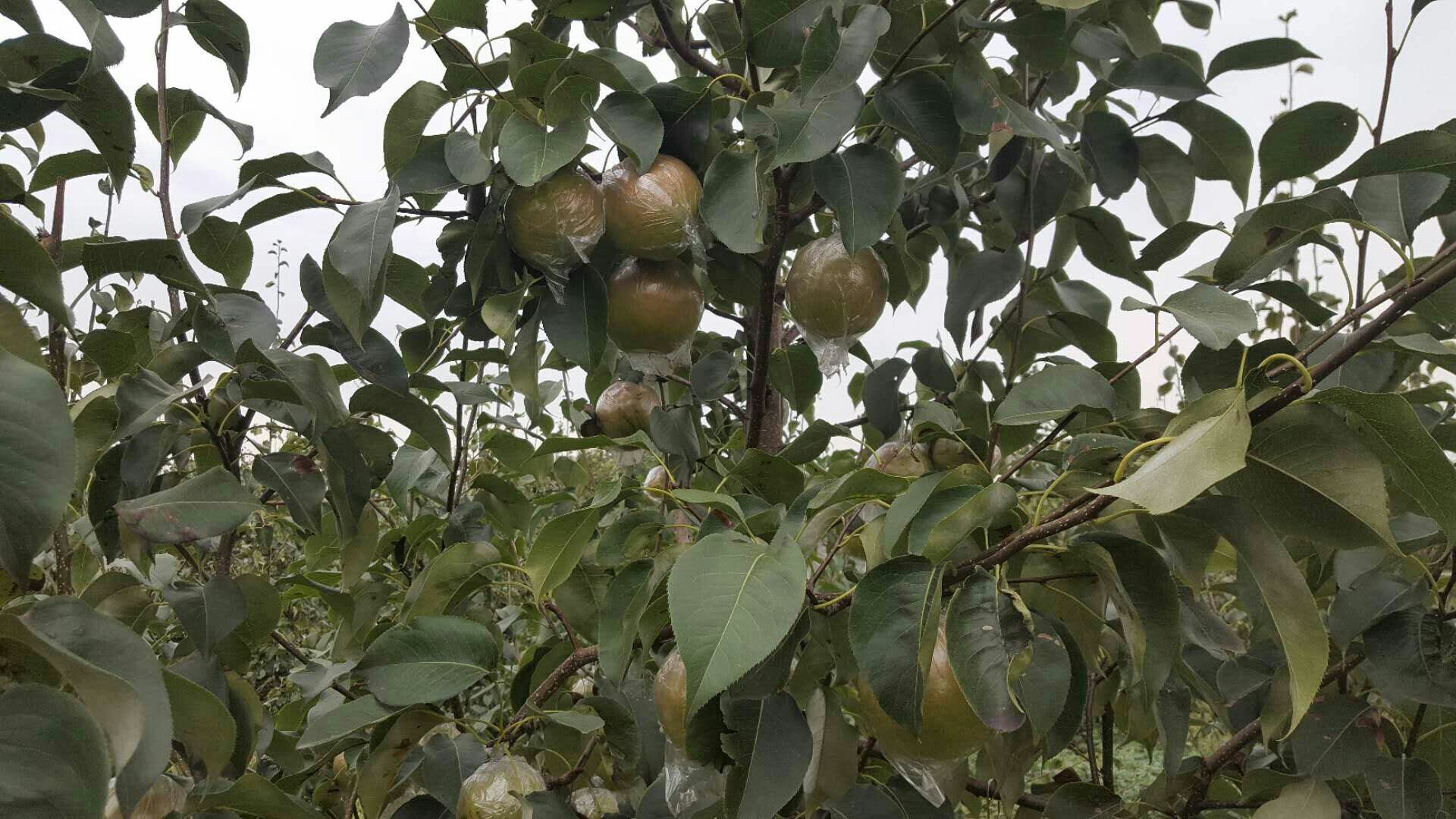 香梨夏季套袋作业现场