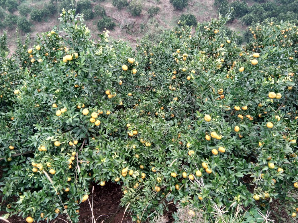 金桔果园