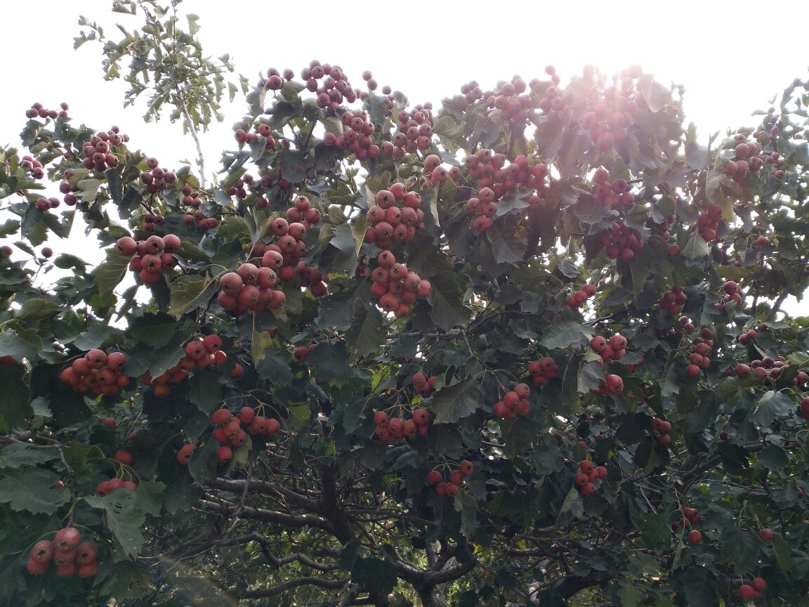 山楂果实特写