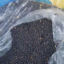 进口高品质油菜籽