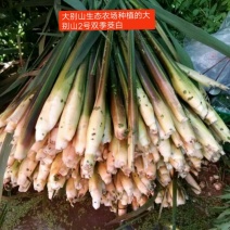 百度岳西茭白双季茭白结茭老根纯度高茭白肉有光泽