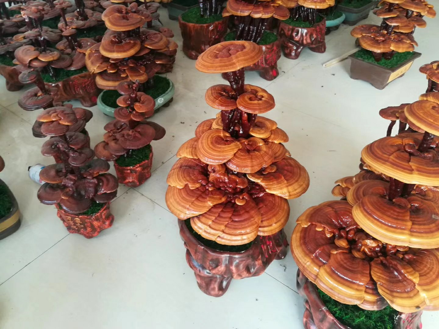 竹灵芝切片对比图