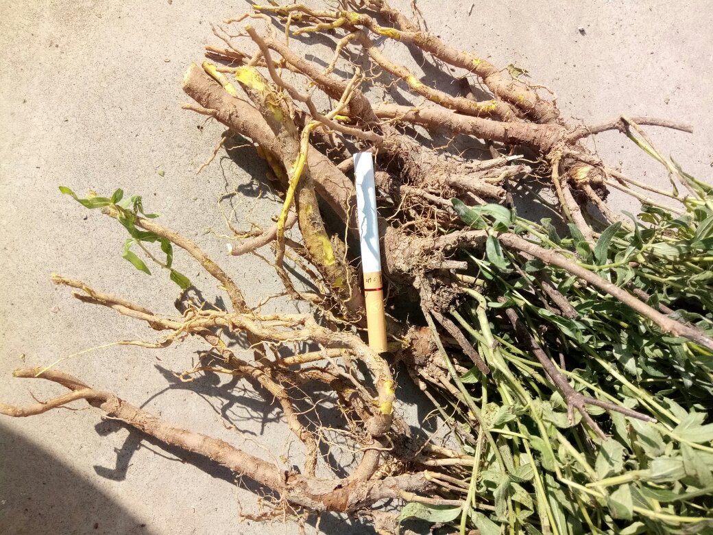专业场景摄影:三级甲等中医院药房,执业中药师按处方精准称量黄芩饮片,电子天平显示5.0g,符合‘黄芩的用量一般约多少克’的临床实践标准 中医师手持电子秤称量黄芩饮片:不锈钢托盘中置5g黄芩片,背景为《中国药典》摊开页面及标准药斗柜,体现专业规范操作