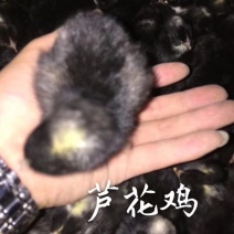 常年出售各种鸡鸭鹅苗高价回收成品