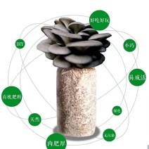 蘑菇菌包，蘑宝，菌棒