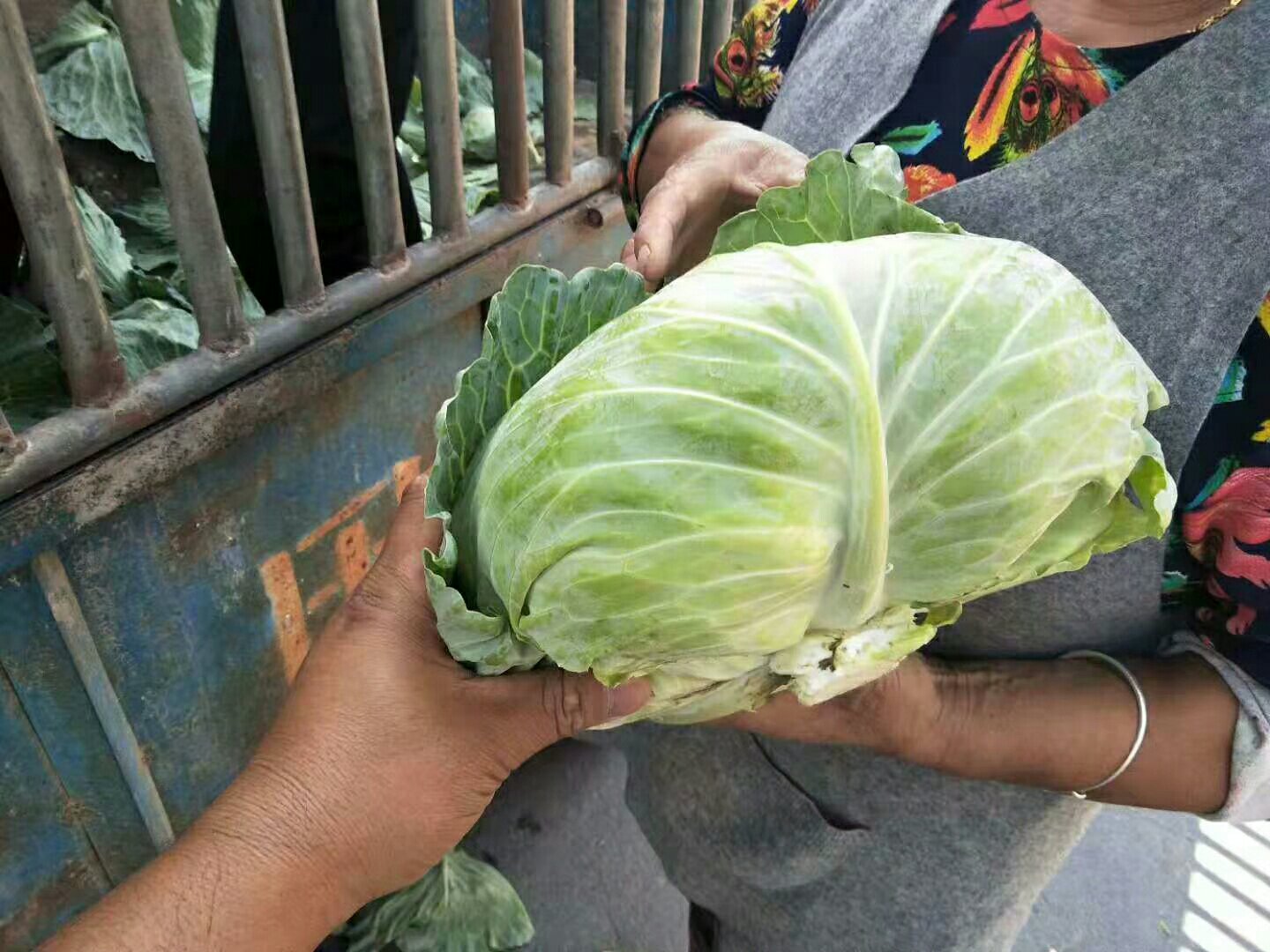 两只手分别拿着一个新鲜沉重的圆包菜和一个干瘪轻飘的包菜,背景为超市蔬菜区,突出重量差异对挑选的影响 手握圆包菜进行重量对比的场景