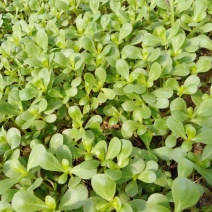 马齿笕新鲜