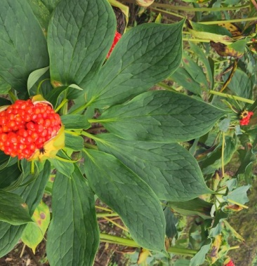 大理矮杆多芽滇重楼种子