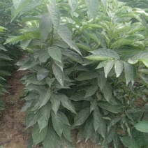 出售柿树种苗软枣苗，又名君迁子，是嫁接柿树的砧木，该砧木