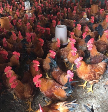 正祥禽业张传志正宗灵山麻公鸡大红公鸡全国畅销