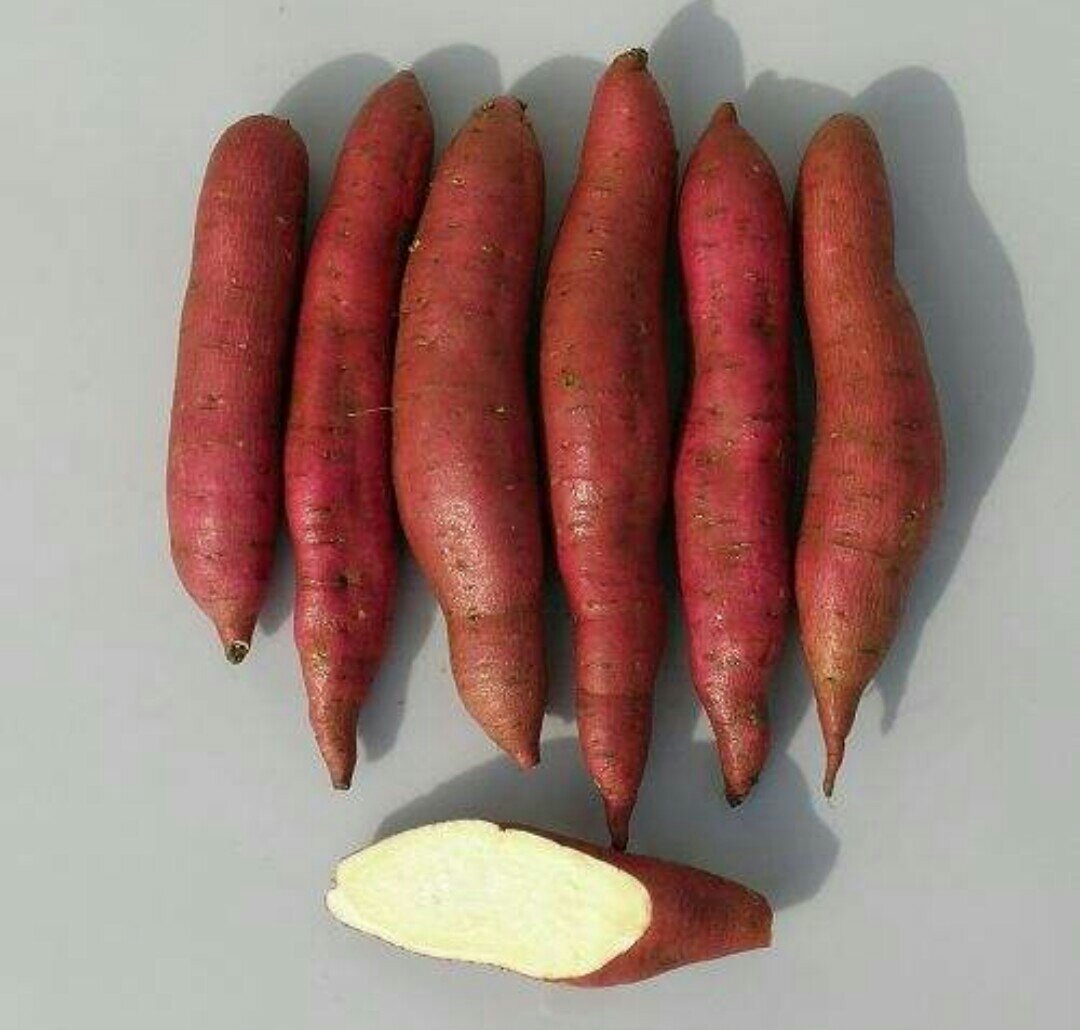 苦瓜与红薯并列摆放,展示两种食材的外观特征 苦瓜与红薯食材对比图
