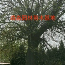 30公分40公分50公分60公分皂角