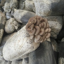 菌棒