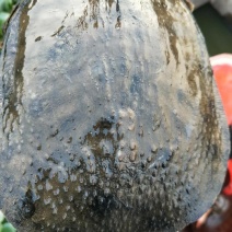 生态甲鱼