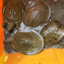 揭阳甲鱼