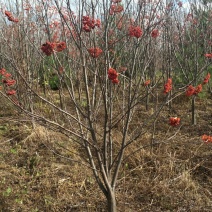 百花花楸地径三公分以上
