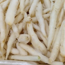 山胡萝卜沙参，山地瓜