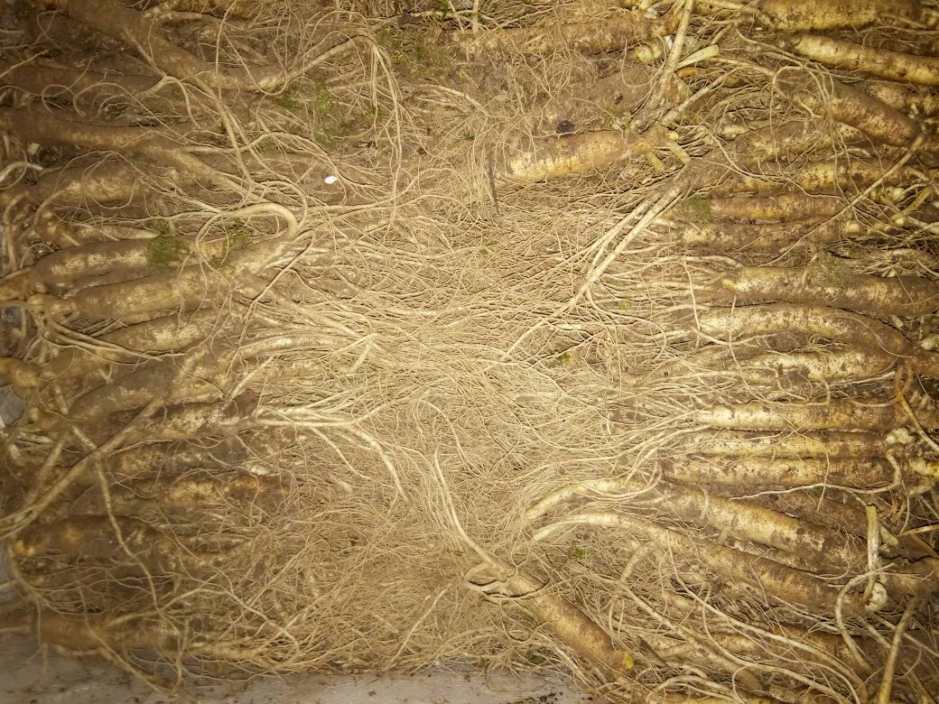 鲜人参采挖现场：清晨雾气缭绕的长白山人参种植基地，身着胶衣的参农正小心扒开腐殖土，露出带泥湿润、须根完整、主根粗壮呈淡黄白色的人参植株，泥土新鲜湿润，背景可见红松林与木栅栏围护的参畦