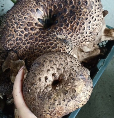 青藏高原野生黑虎掌鲜货