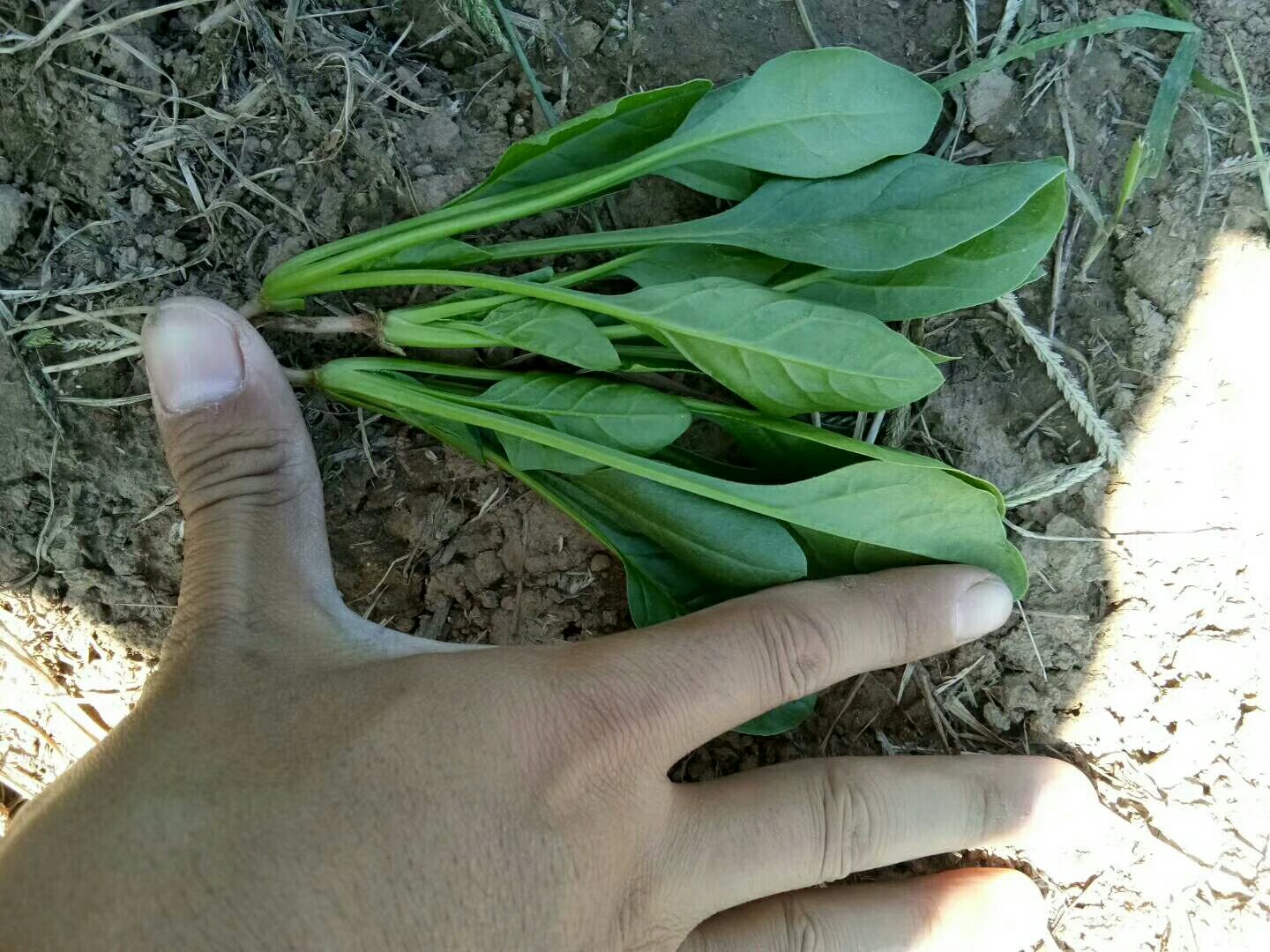 小叶菠菜叶片特写