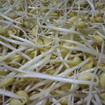 ***豆芽长期有货全网低价