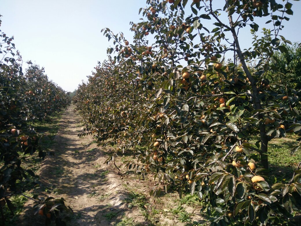 新秋甜柿果园采摘场景