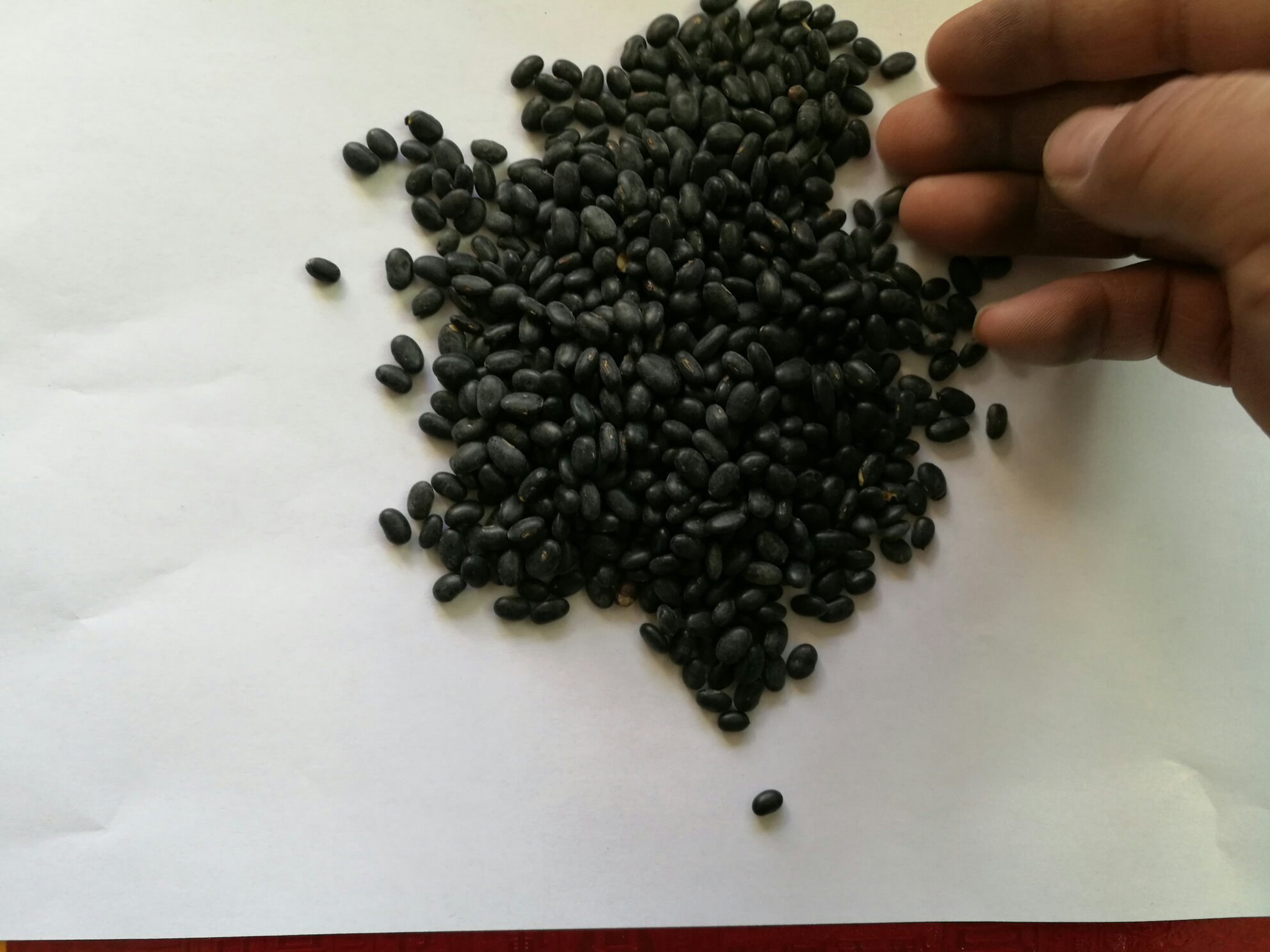 黑豆铺在白纸上,旁边放置一把尺子,用于展示黑豆的大小比例 黑豆与尺子对比图