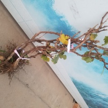 占地葡萄树大量供应基地直供价格美丽保质保量