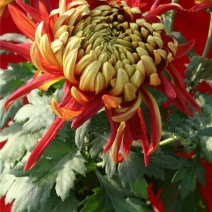 菊花出货，基地批发，物美价廉，量大从优