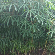 木薯面包薯白肉木薯