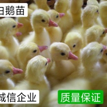 白鹅苗，日龄打好疫苗成活率高