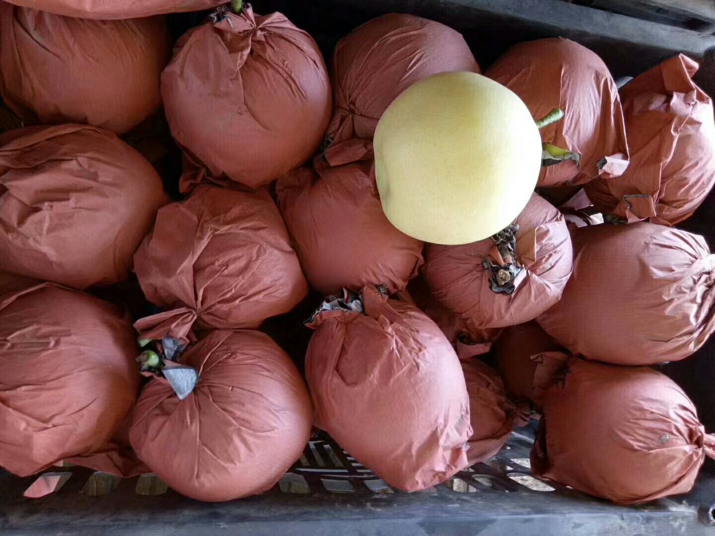 家庭黄金梨冷藏保存示意图