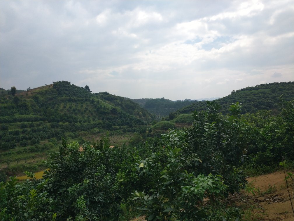 一片阳光明媚的山坡果园,成片的红心柚树挂满果实,部分果实已套袋保护,另一些露出紫红色外皮的柚子挂在枝头。地面覆盖着枯叶和杂草,远处有农民正在检查果树生长情况。画面传达出自然生态、健康种植的理念 果园中的红心柚树挂果场景