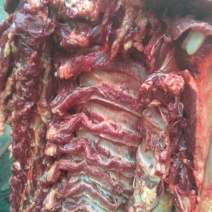 新鲜驴肉，驴肉五分体，带皮驴肉，