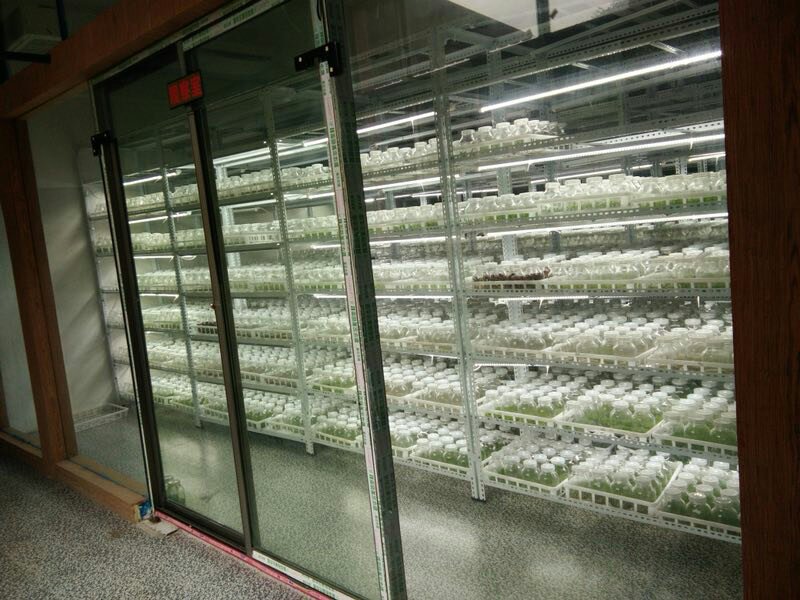 白芷成分分析实验室场景