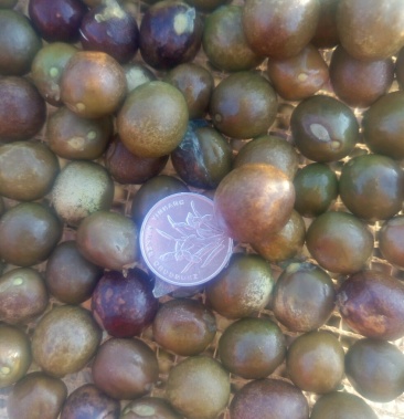 [芡实种子批发]鲜芡实,干芡实价格30.00元/公斤 - 一亩田