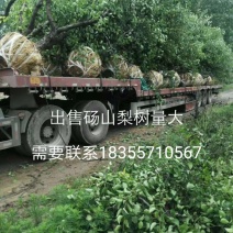 桃树梨树
