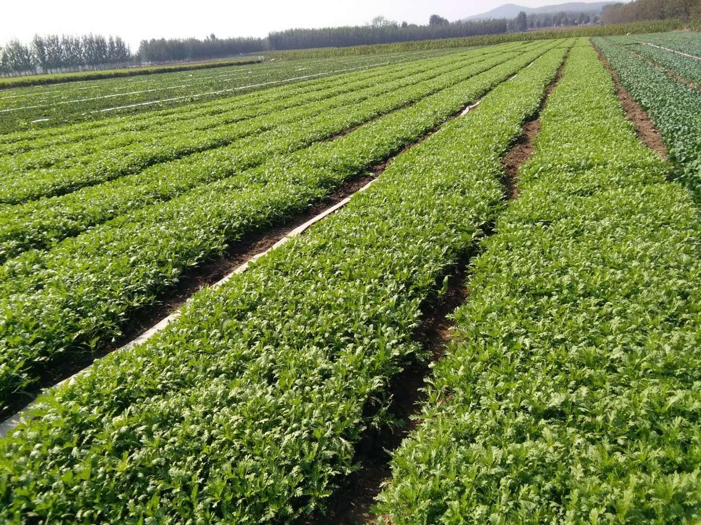 生菜茼蒿种植田间对比实景图