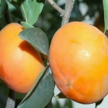 圆柿子，厂家可以做柿饼